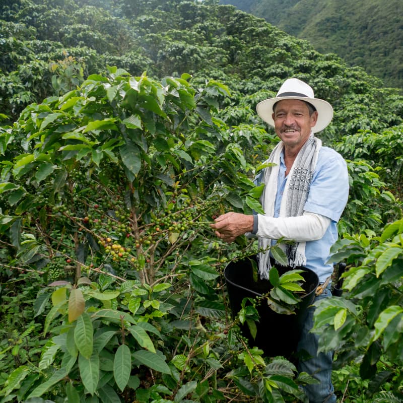 certified organic coffee pods